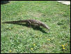 Watermonitor (Varanus salvator)