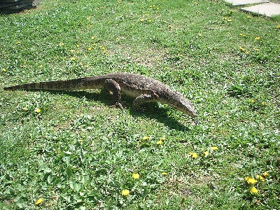 Watermonitor (Varanus salvator)