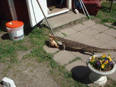 Watermonitor (Varanus salvator)