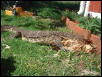 Watermonitor (Varanus salvator)