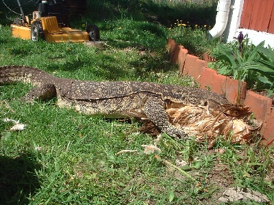 Watermonitor (Varanus salvator)