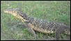 Watermonitor (Varanus salvator)