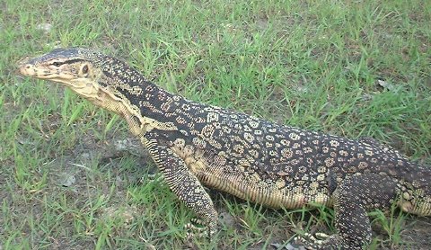 Watermonitor (Varanus salvator)