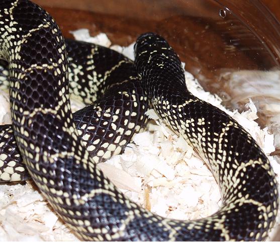 desertking