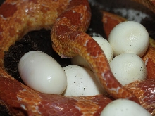 eggs
