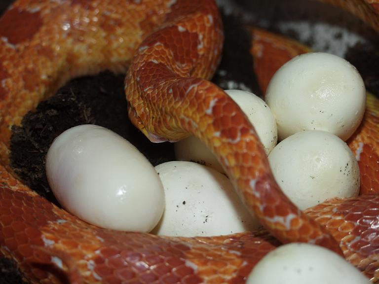 eggs