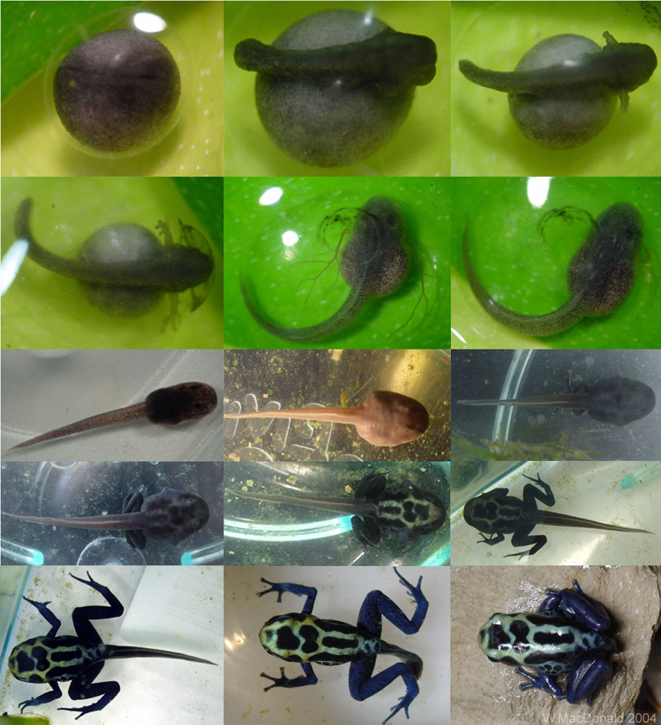 Azureus developmental Series