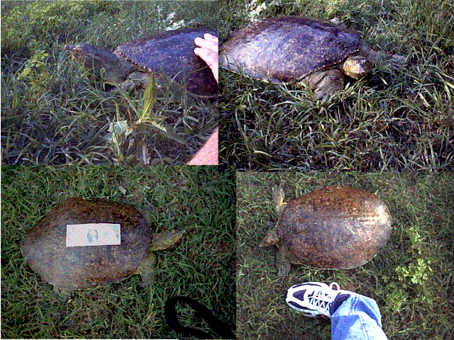 spiney softshell