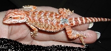 my male red boy