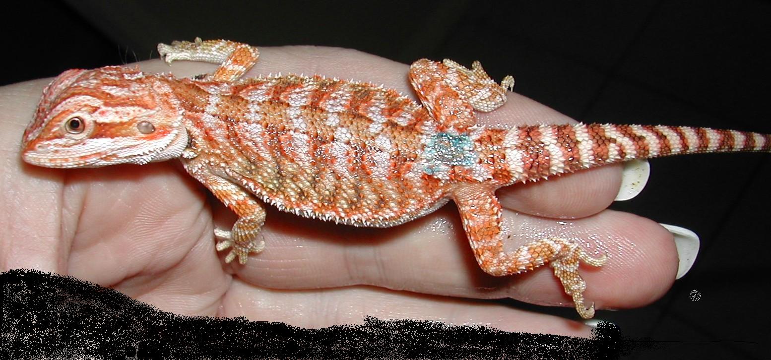 my male red boy
