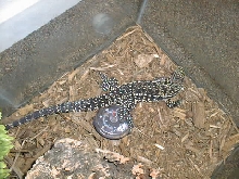 Tegu in Aquarium