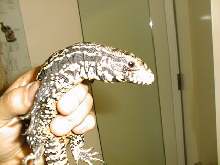 Tegu