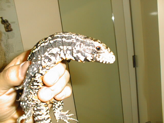 Tegu