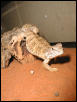 Baby Mali Uromastyx