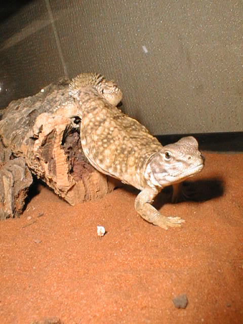 Baby Mali Uromastyx