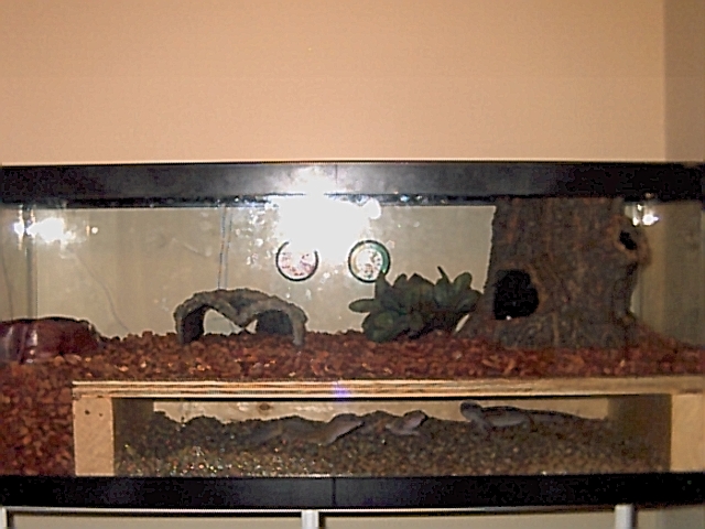 New Tank