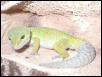 Patternless leopard gecko