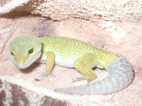 Patternless leopard gecko