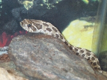 Viper