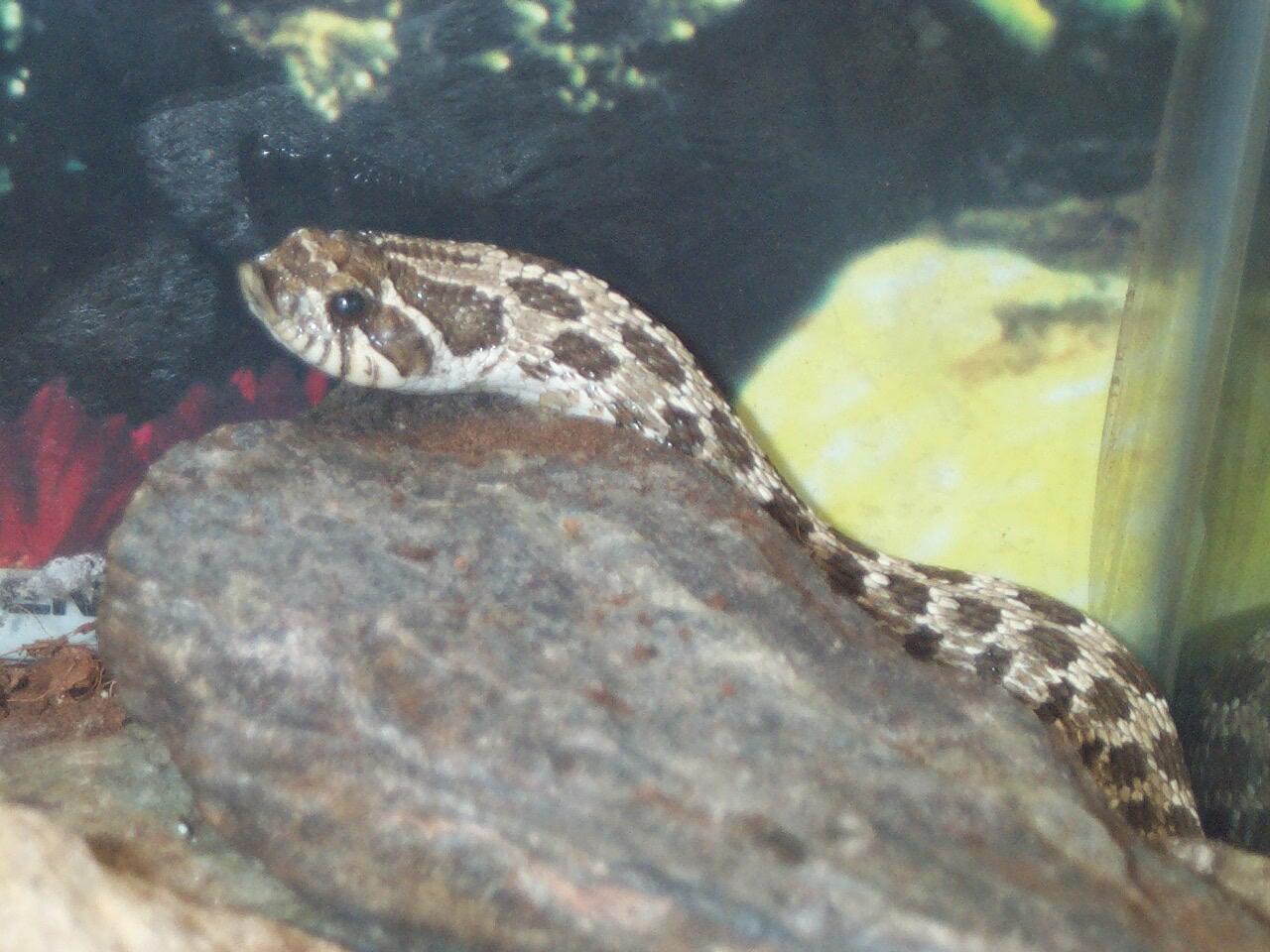 Viper