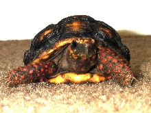 Sherb