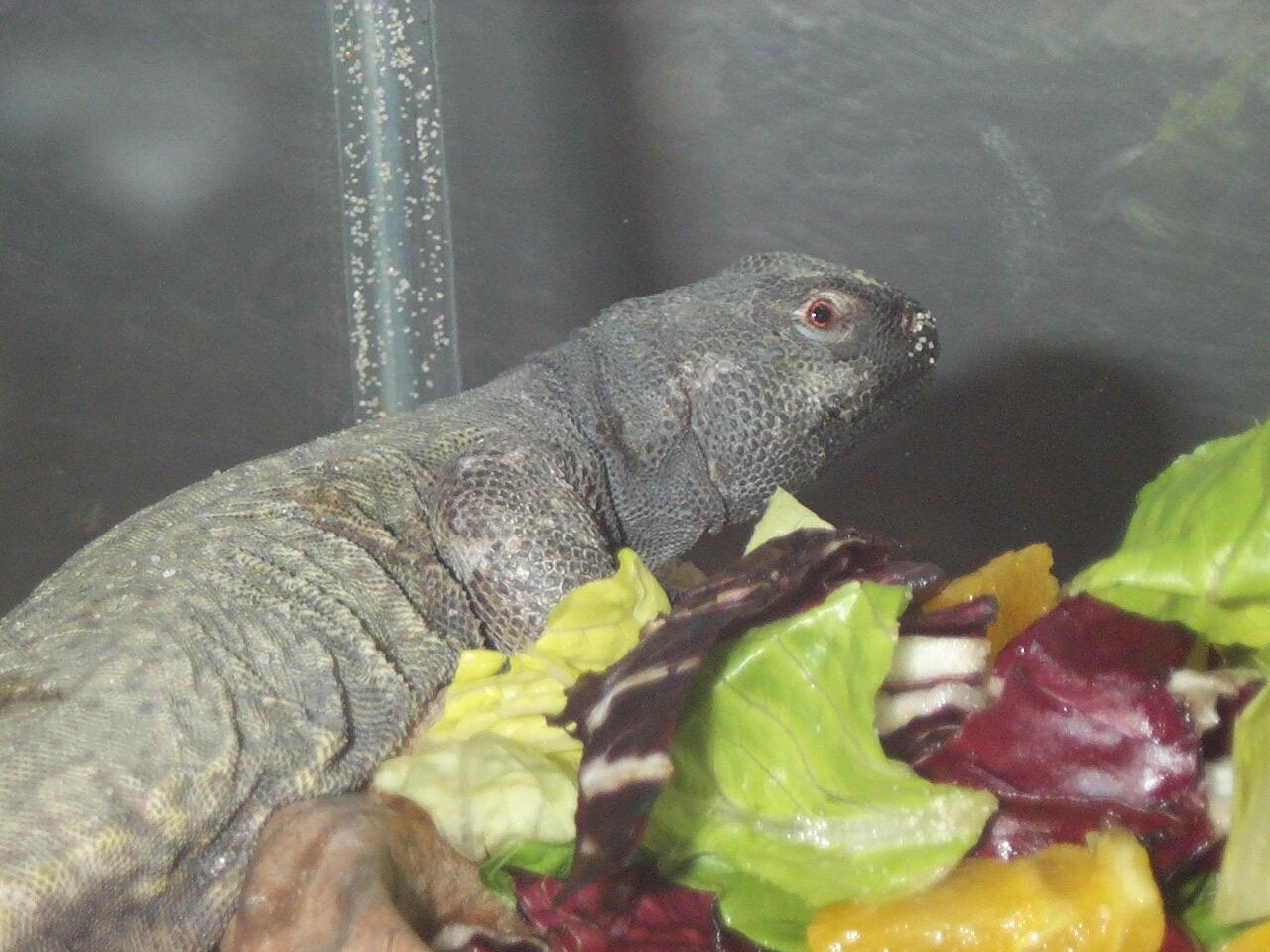 Handsome Boy