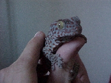 Tame Tokay