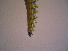 sick tail