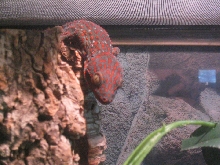 tokay hanging