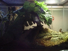 Tokay gecko setup