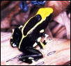 Dendrobates tinctorius Giant Black&Yellow