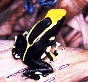Dendrobates tinctorius Giant Black&Yellow