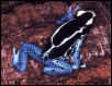 Dendrobates tinctorius Powder bly