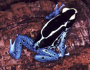 Dendrobates tinctorius Powder bly