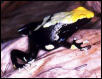 Dendrobates tinctorius White legs