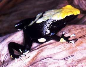 Dendrobates tinctorius White legs