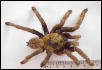 Haplopelma schmidtii
