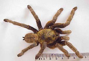 Haplopelma schmidtii