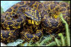 Trimeresurus jardani bouretii