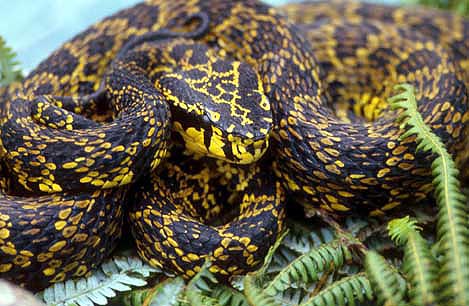 Trimeresurus jardani bouretii