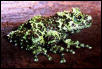 Mossy frog (Theloderma corticale)