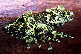Mossy frog (Theloderma corticale)