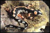 Neurergus caiseri