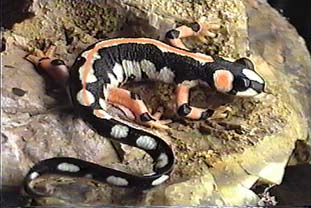 Neurergus caiseri