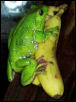 Giant green tree frog (Polypedates sp.)