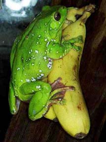 Giant green tree frog (Polypedates sp.)
