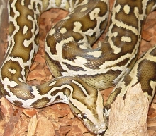 Fresh shed