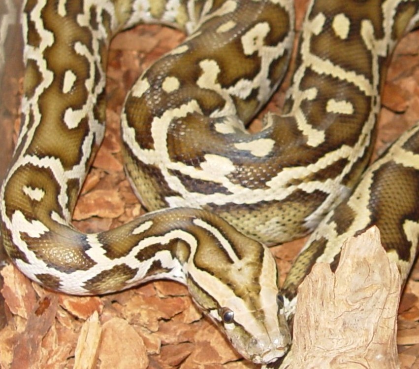 Fresh shed