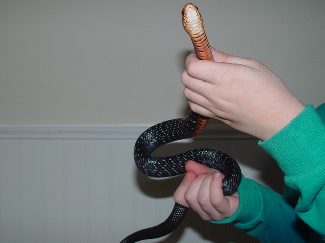 baby indigo
