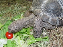 small aldabra